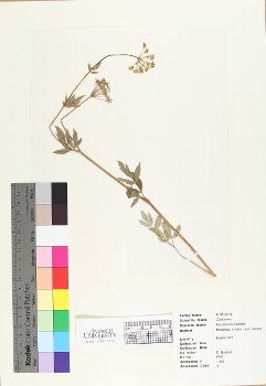 primary herbarium image