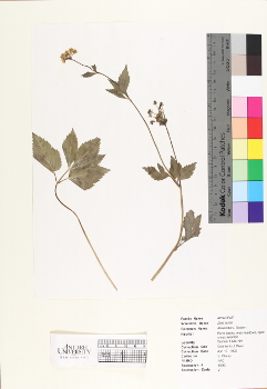 primary herbarium image