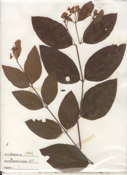 primary herbarium image