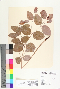 primary herbarium image