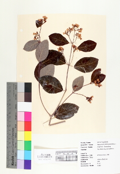 primary herbarium image