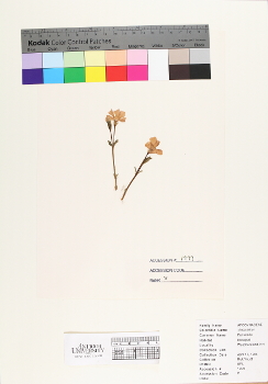 primary herbarium image
