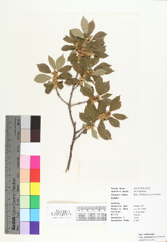 primary herbarium image