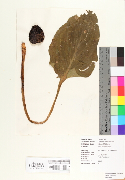 primary herbarium image