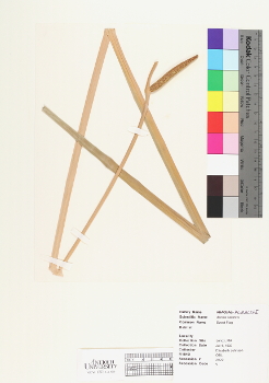 primary herbarium image