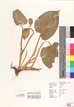 primary herbarium image
