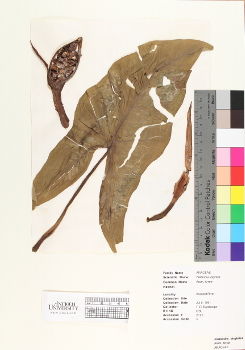 primary herbarium image
