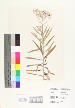 primary herbarium image