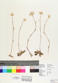 primary herbarium image