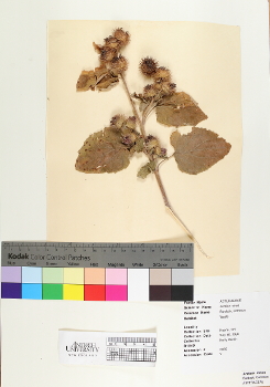primary herbarium image
