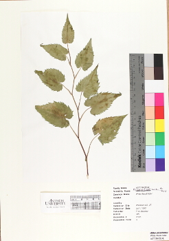 primary herbarium image