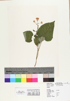 primary herbarium image