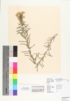 primary herbarium image