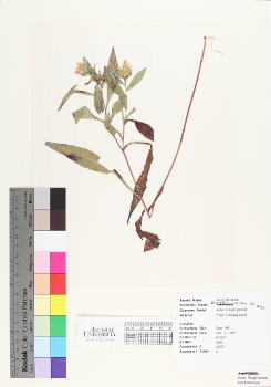 primary herbarium image