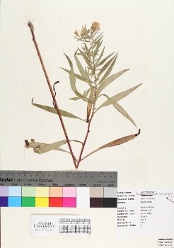 primary herbarium image