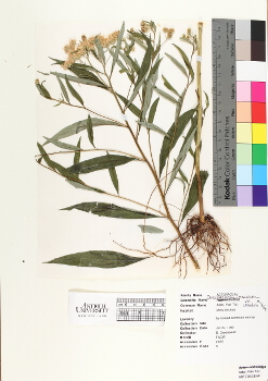 primary herbarium image