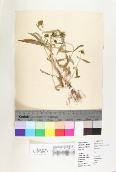 primary herbarium image