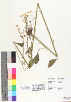 primary herbarium image