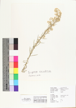 primary herbarium image