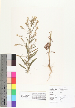 primary herbarium image