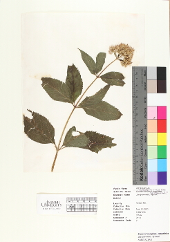 primary herbarium image