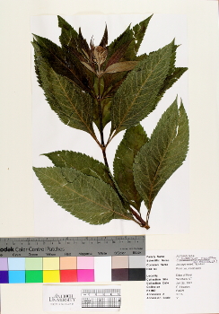primary herbarium image