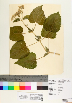 primary herbarium image