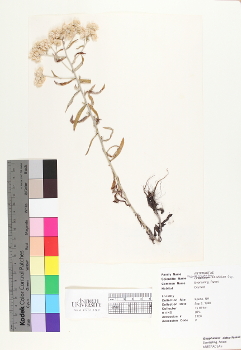 primary herbarium image