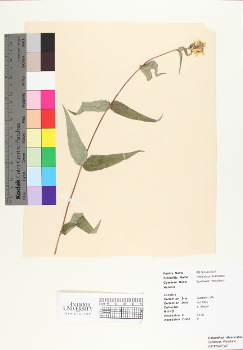 primary herbarium image