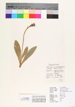 primary herbarium image