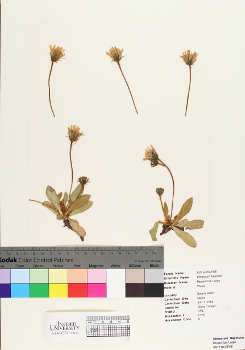 primary herbarium image