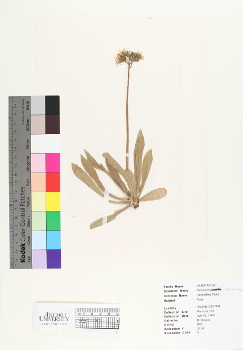 primary herbarium image