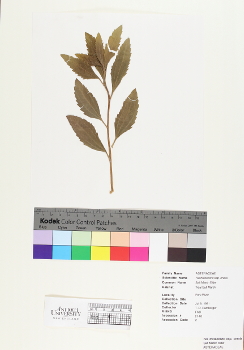 primary herbarium image