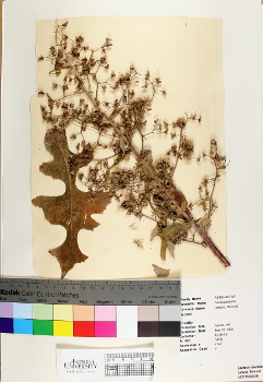 primary herbarium image