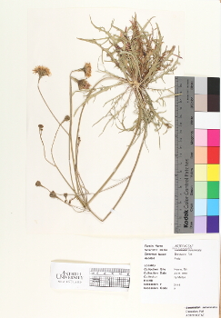 primary herbarium image