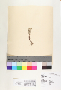 primary herbarium image