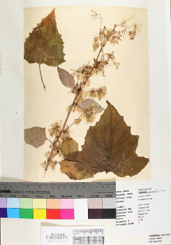 primary herbarium image