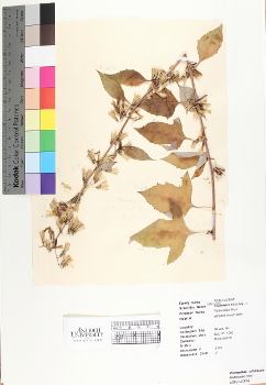 primary herbarium image