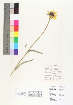 primary herbarium image