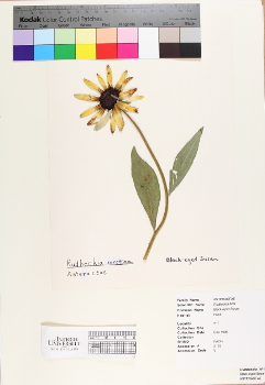 primary herbarium image