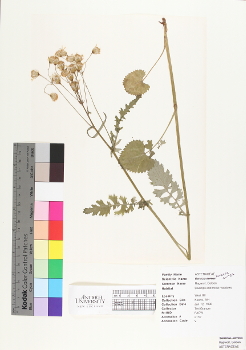 primary herbarium image