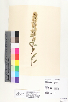 primary herbarium image