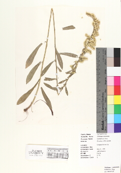 primary herbarium image