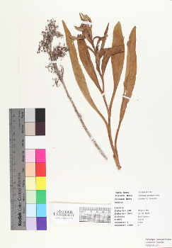 primary herbarium image