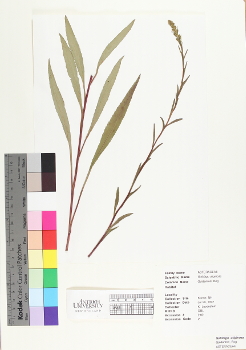 primary herbarium image