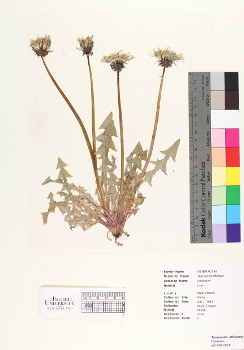 primary herbarium image