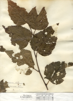 primary herbarium image