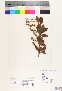 primary herbarium image