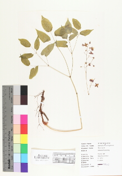 primary herbarium image