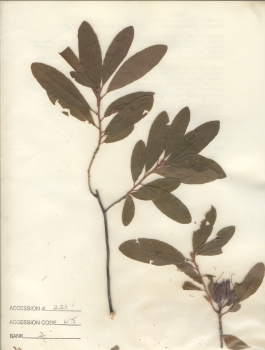 primary herbarium image